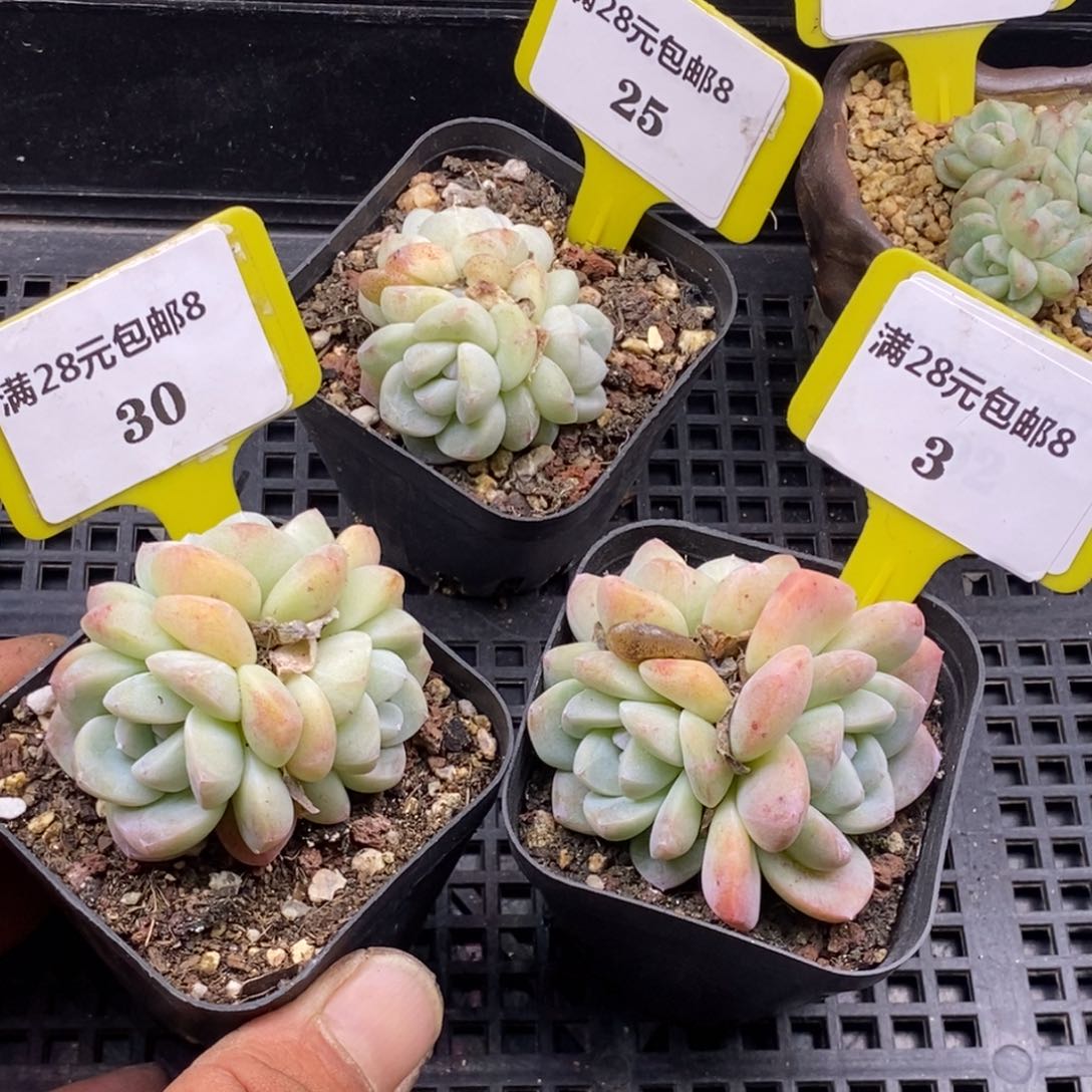 825.830.83冰玉三个福利多肉