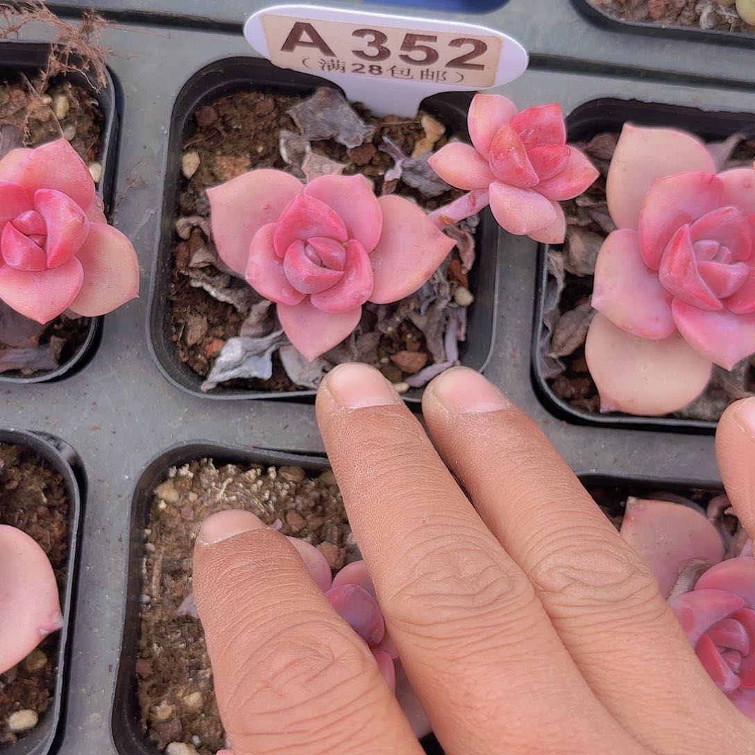 A352彩虹糖一物一拍