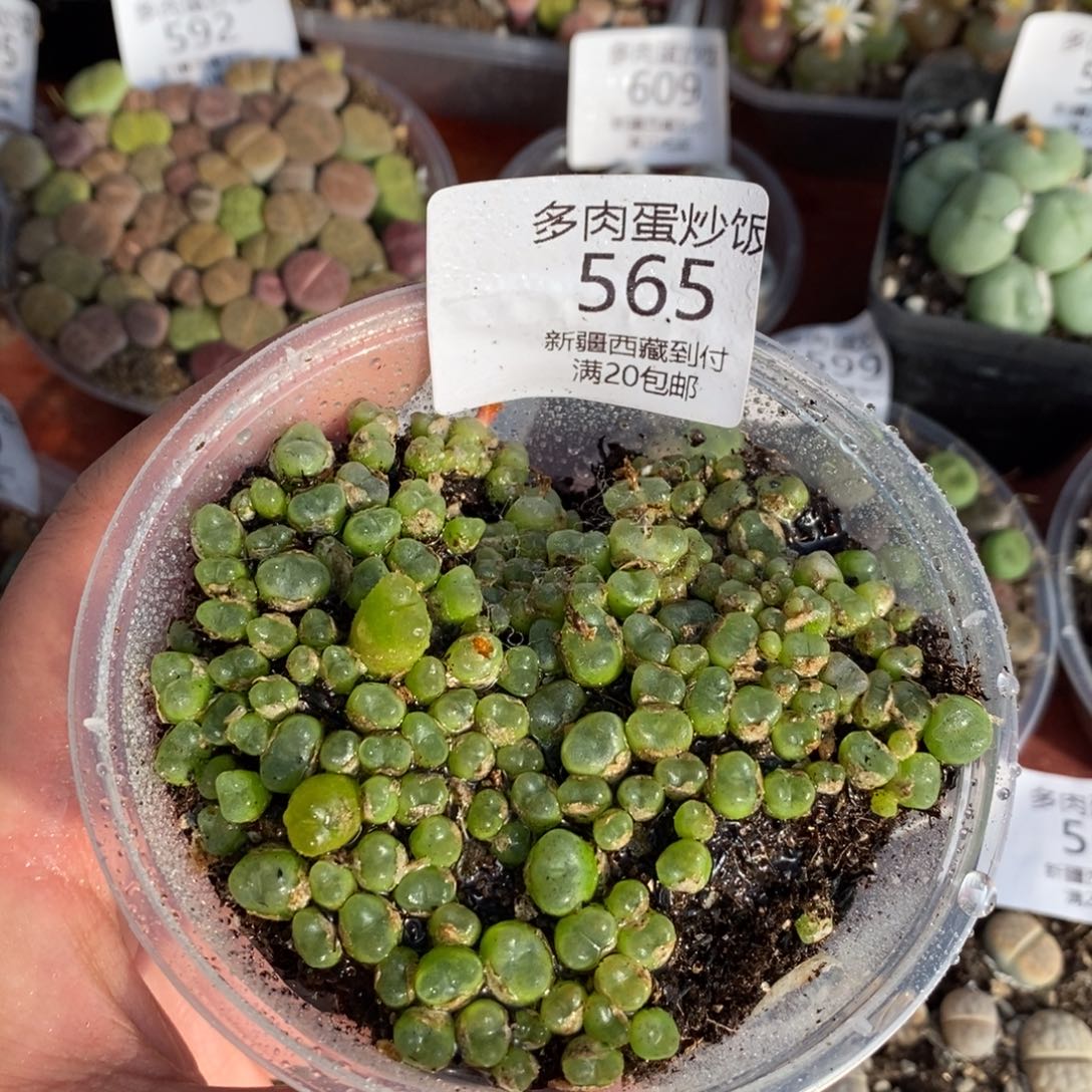 感谢您的支持，00565