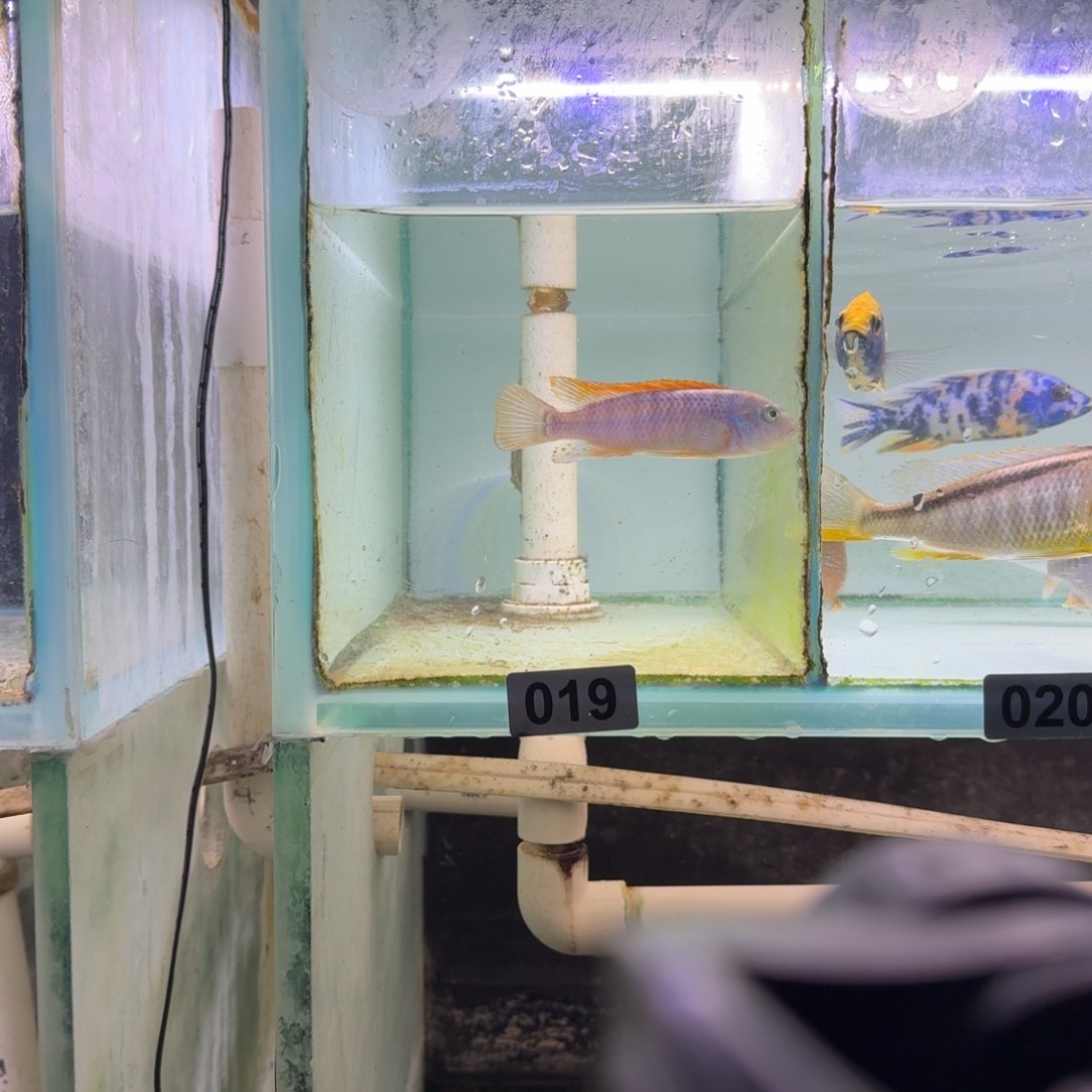 风***凉慈鲷鱼19号松比西勾鼻9-10