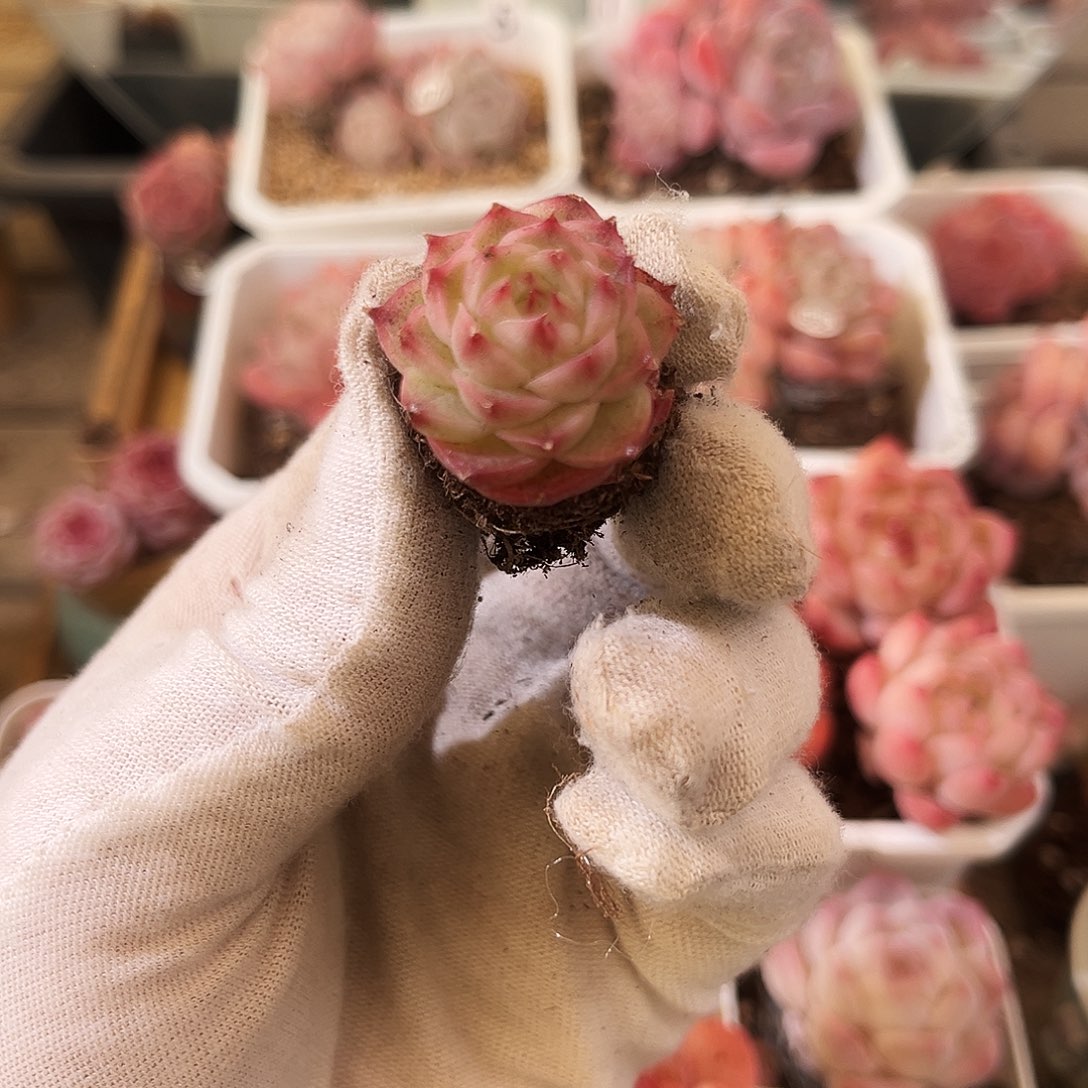 s***f多肉植物一物一拍