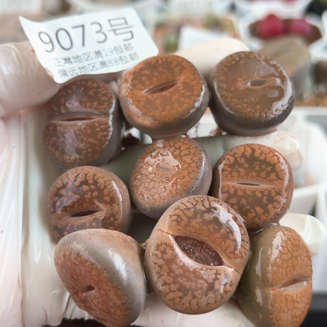 好养易活生石花大母本9073