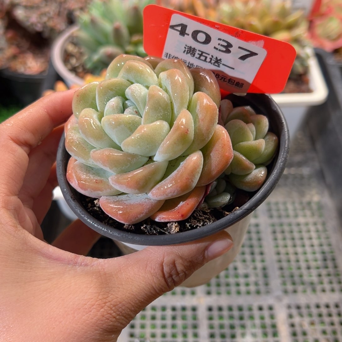 表妹精品多肉4037.