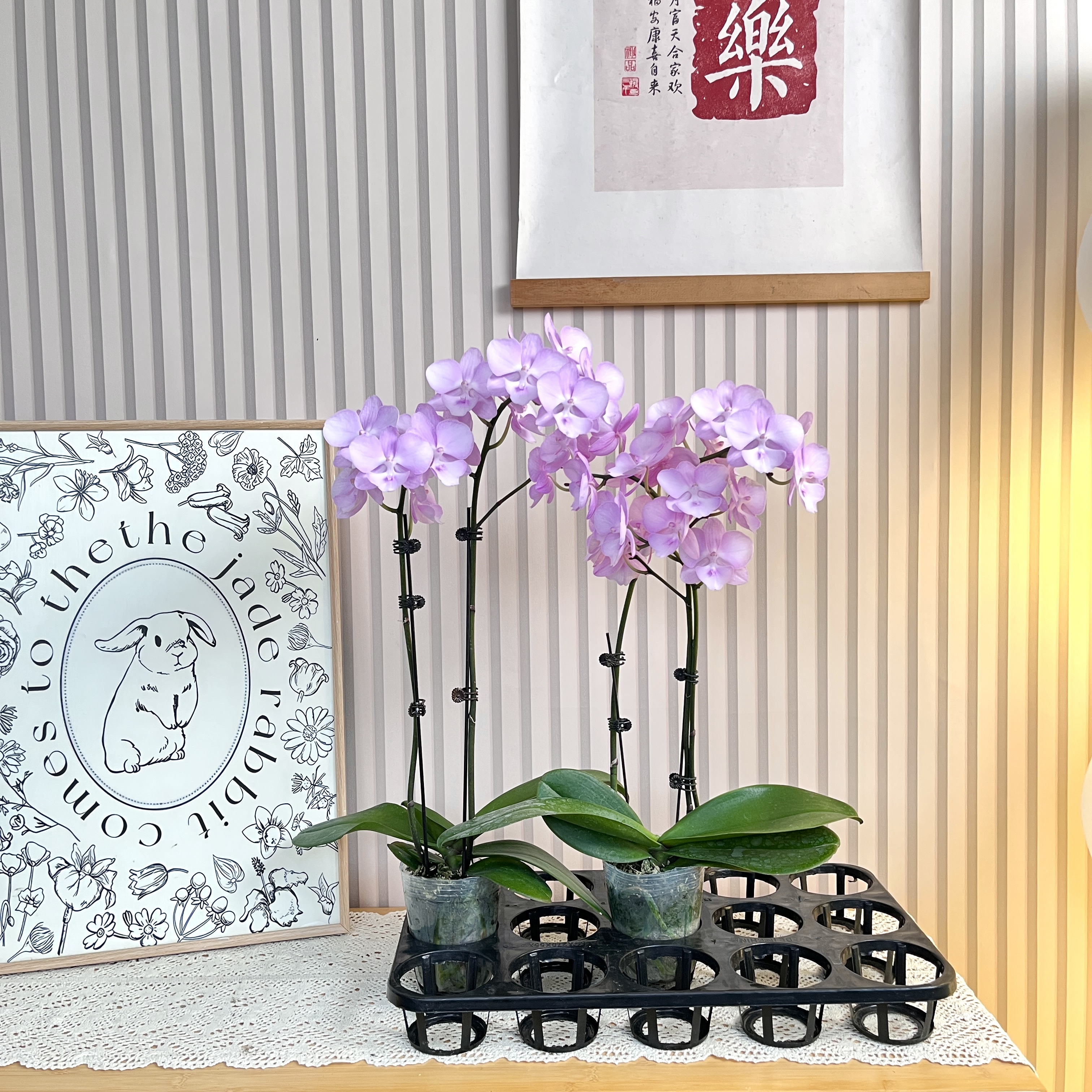 【神仙姐姐】新品紫色大花舌蝴蝶兰 大组盆送人送礼 客厅前台餐桌