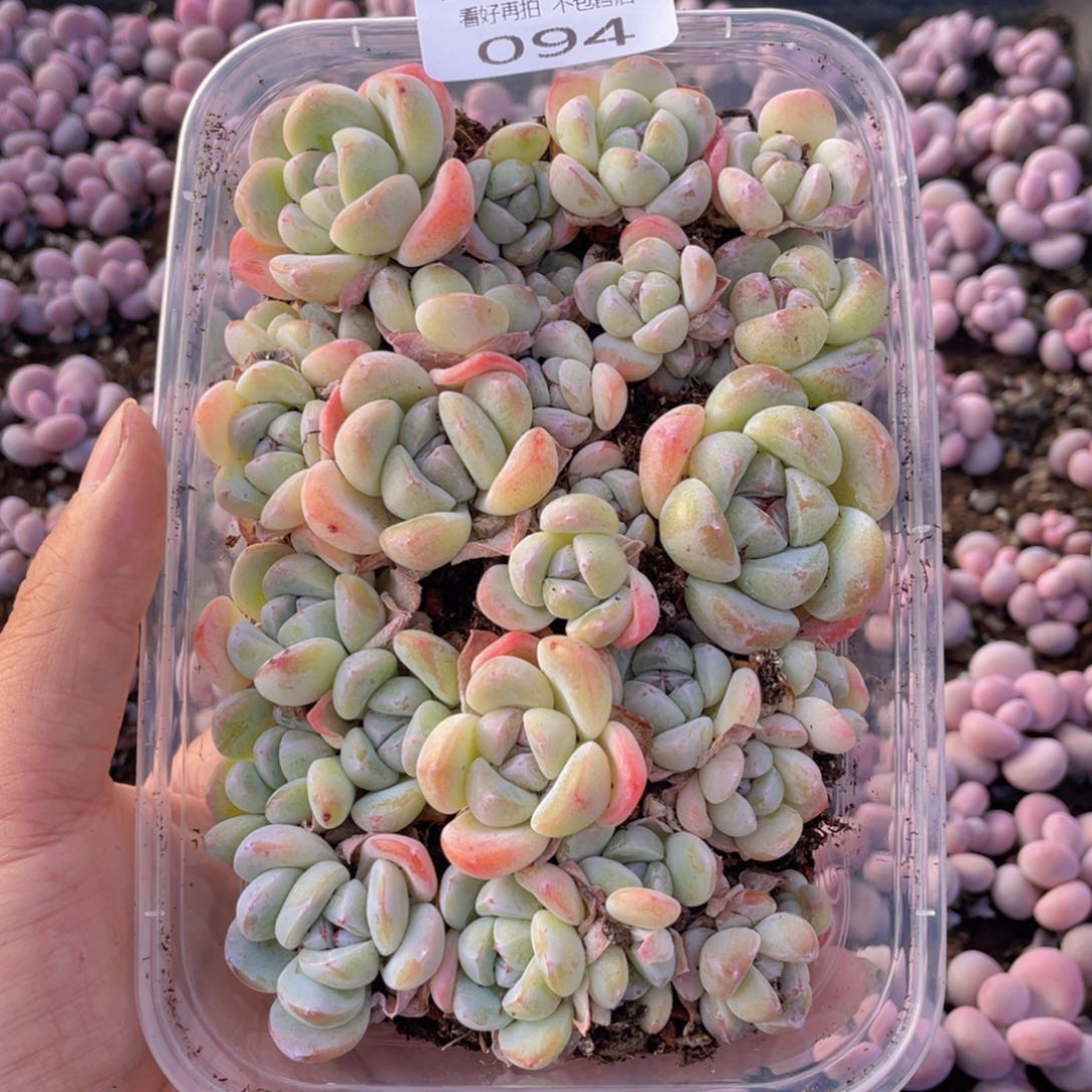 云糖心多肉植物94