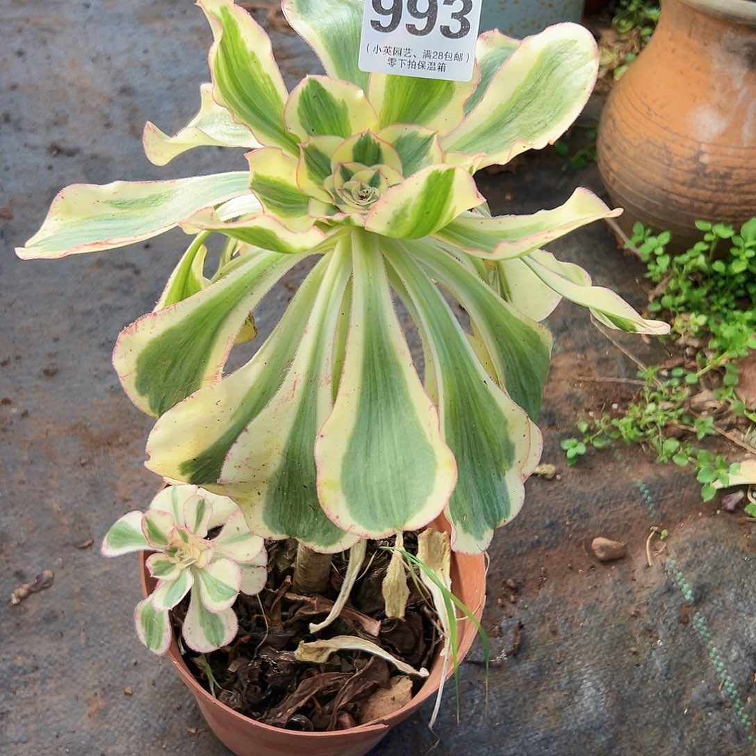 燕姿993多肉植物多肉植物