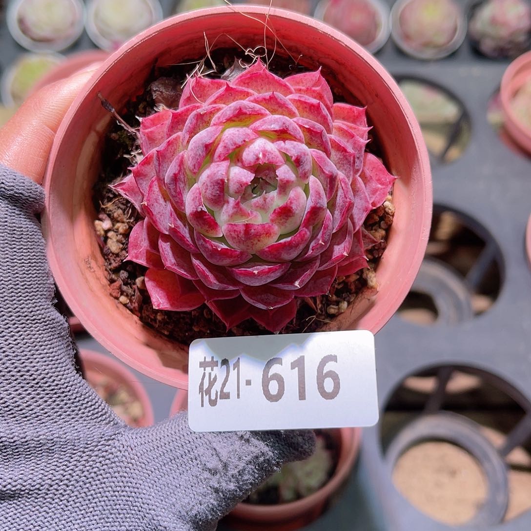 花21-616朱砂痣单头