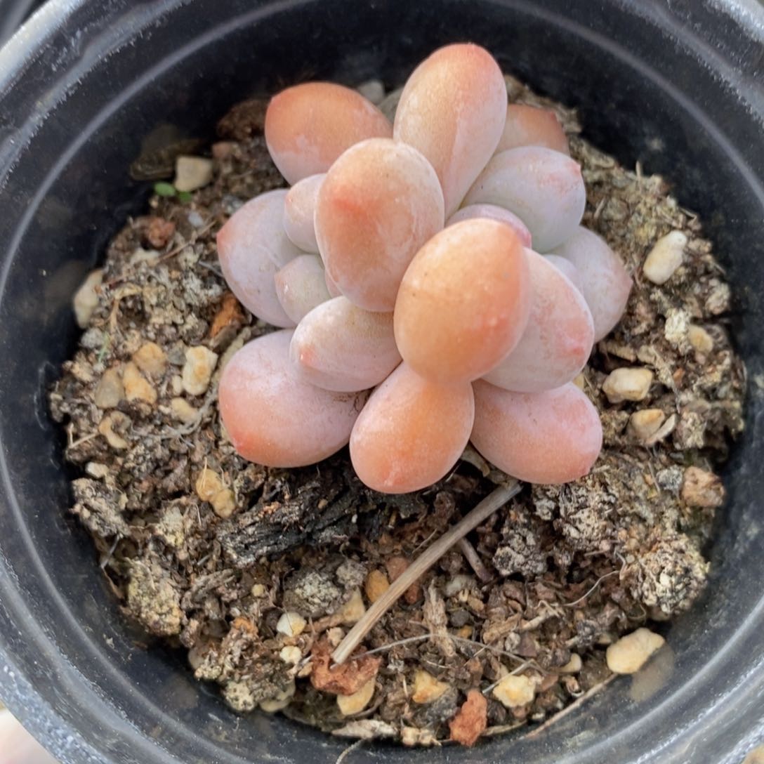 一物一拍多肉植物满38包邮