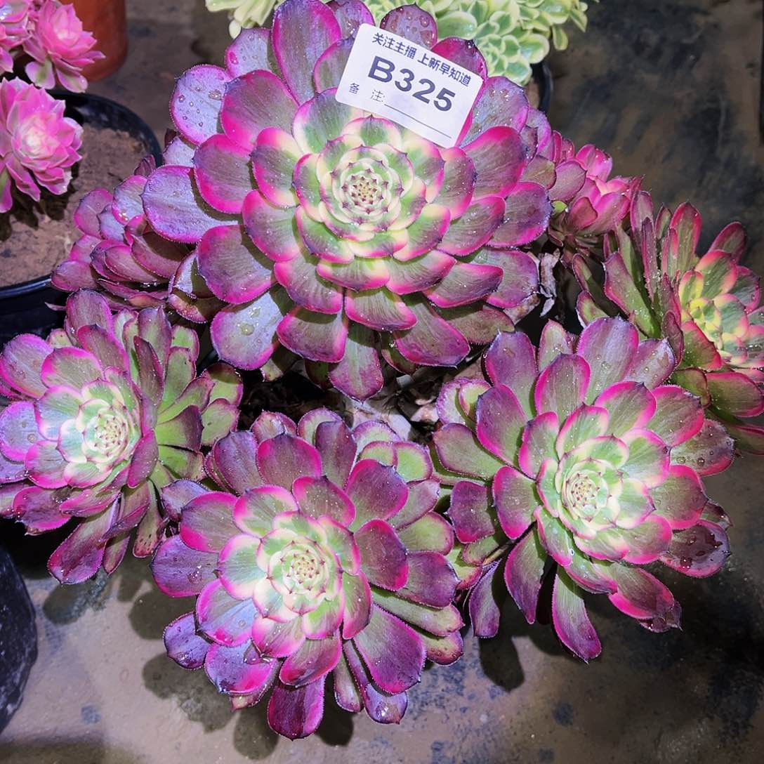 多肉植物325墨娅