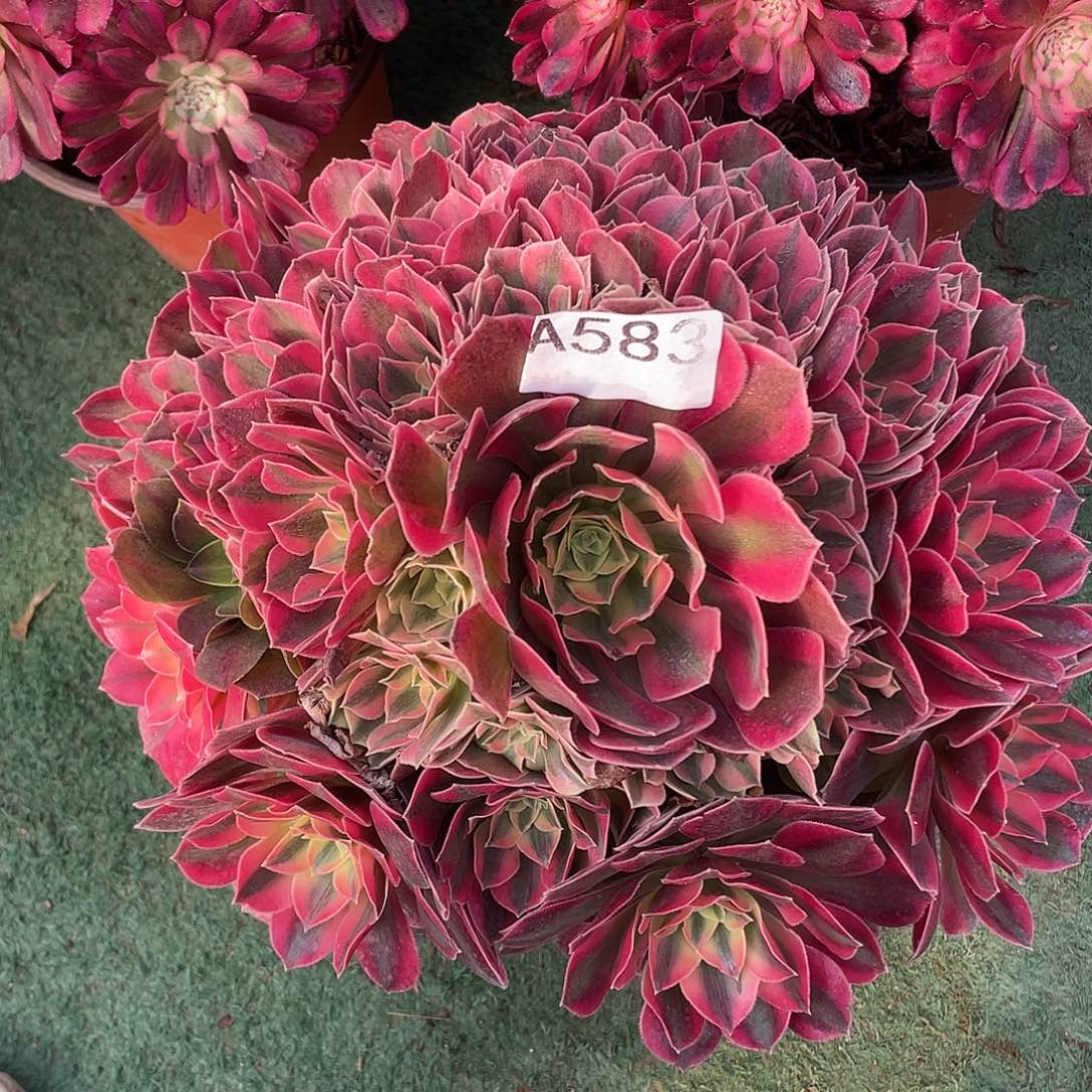 583.红粉佳人多肉植物