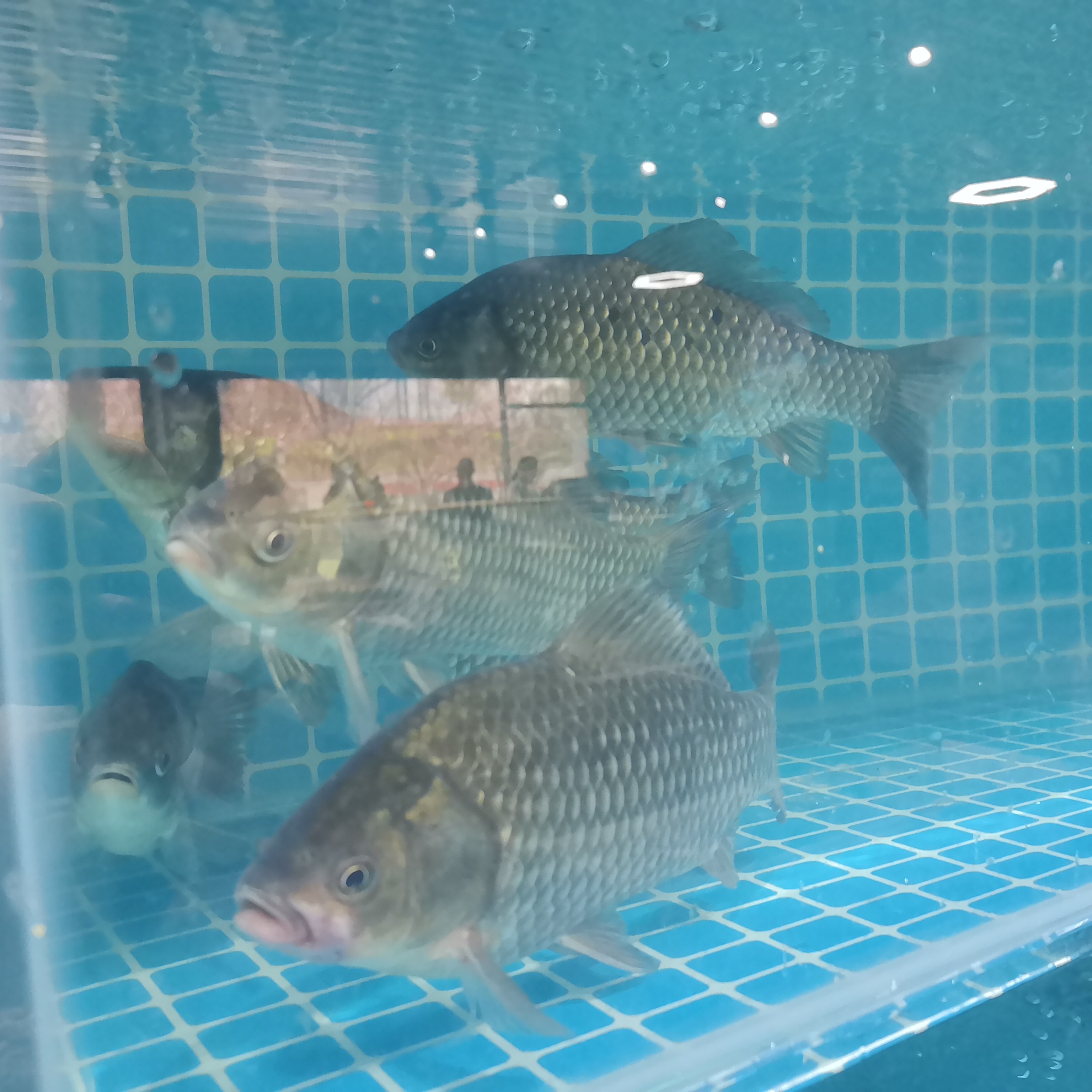 鲫鱼鲜活淡水鱼自贡鱼类500g