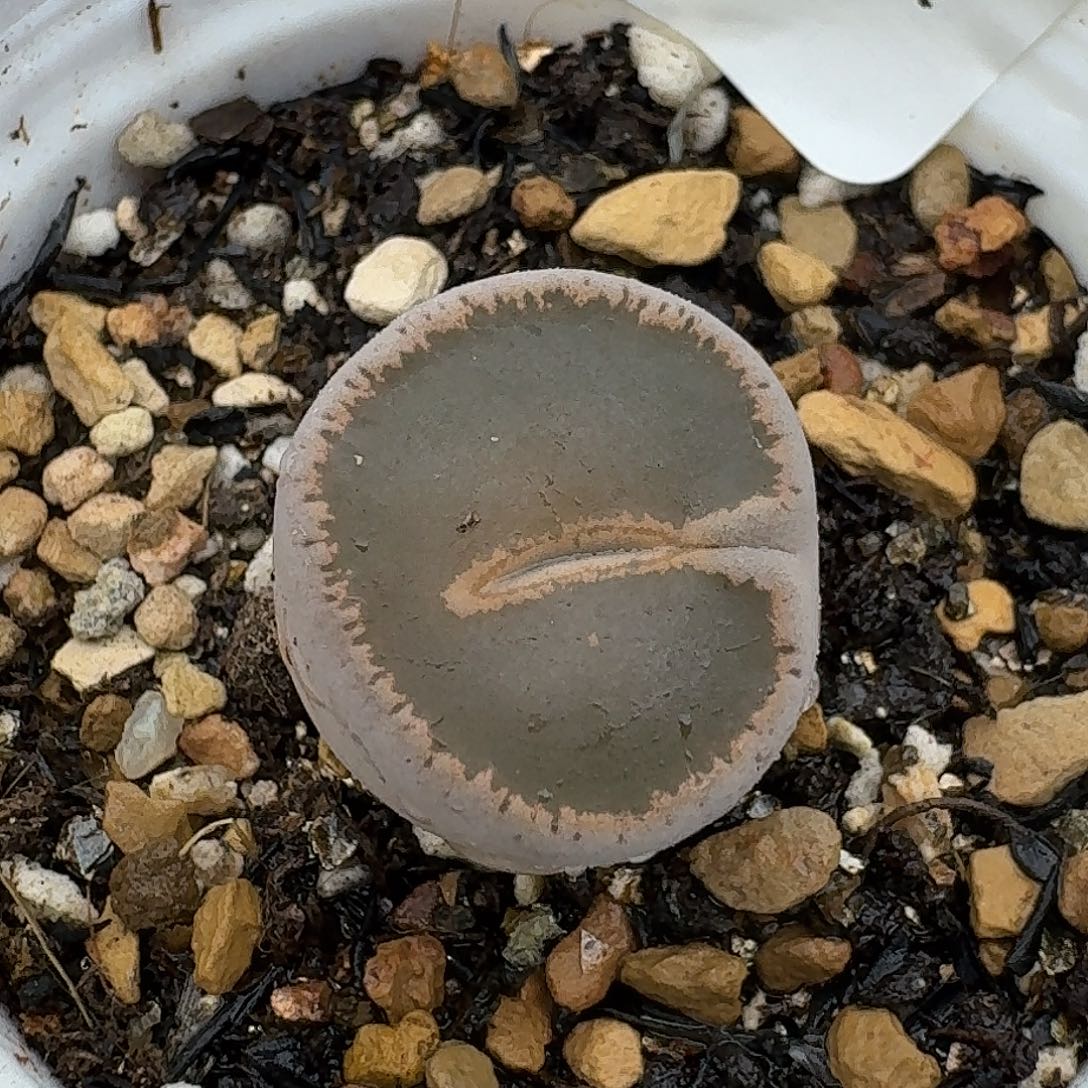 320多肉哈哈哈哈哈哈哈哈