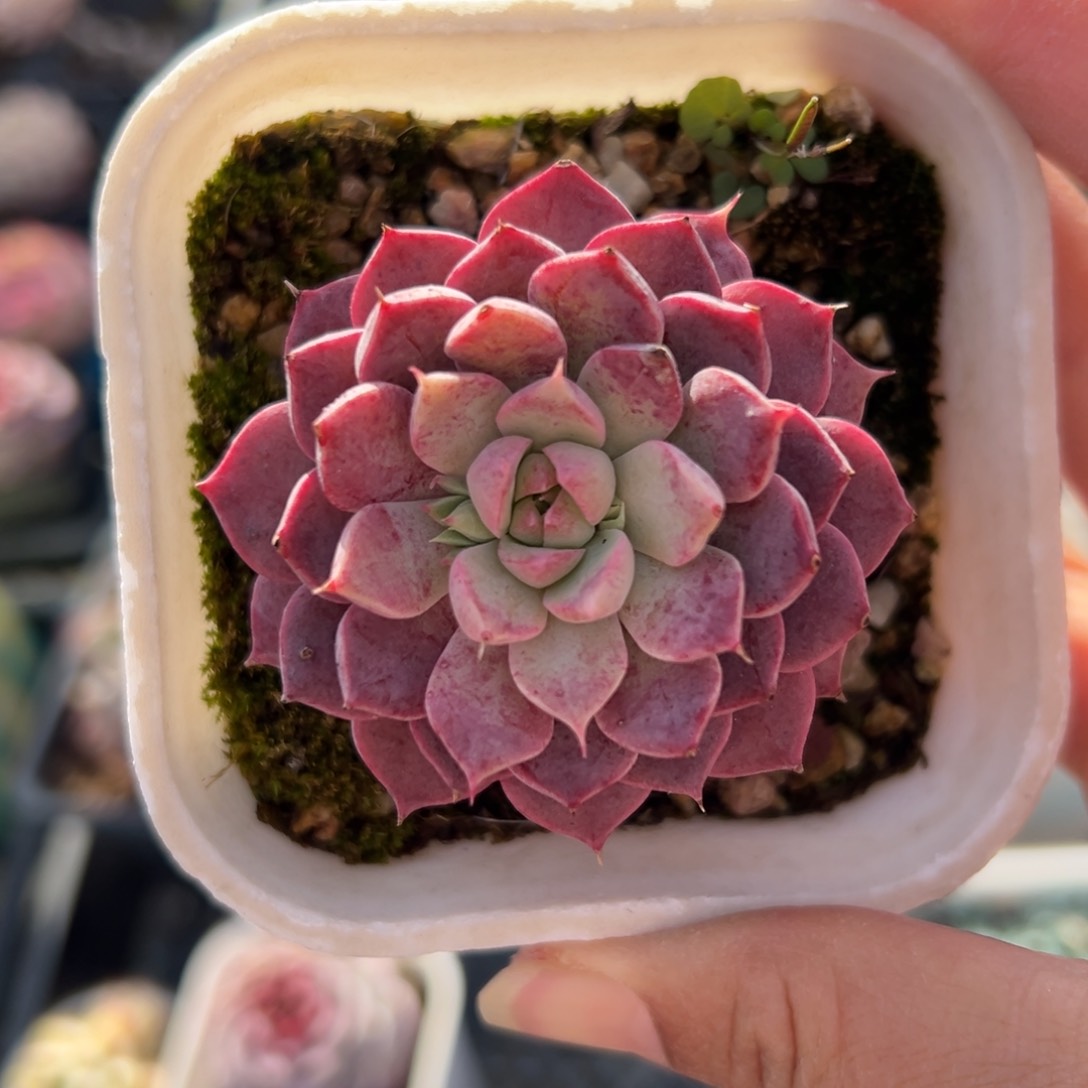 贵货sp 精控多肉一物一拍