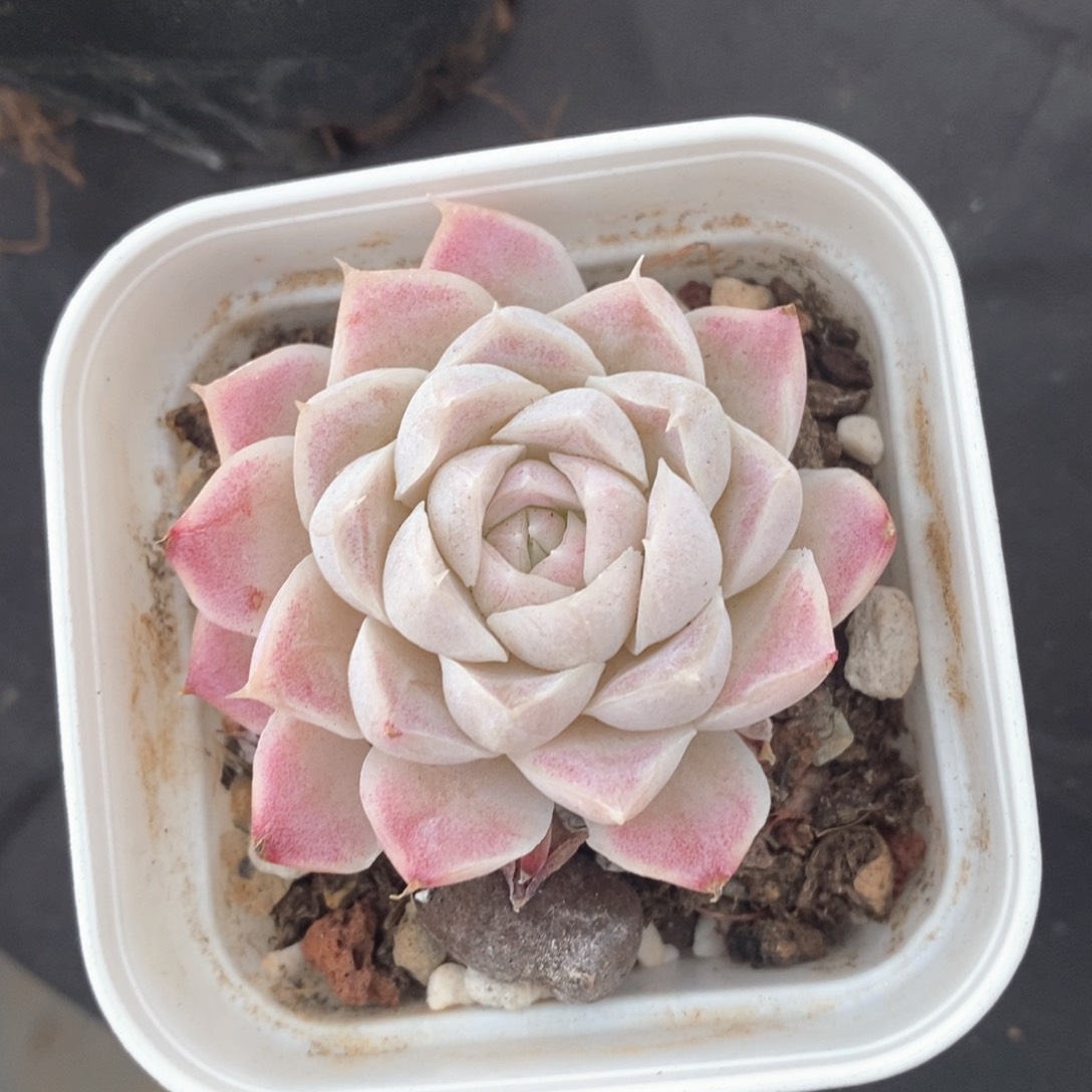 精品多肉一物一拍不包整151