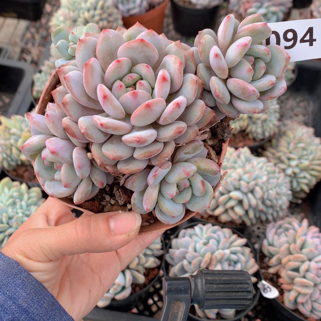 094星星橙头一个大帅哥！一