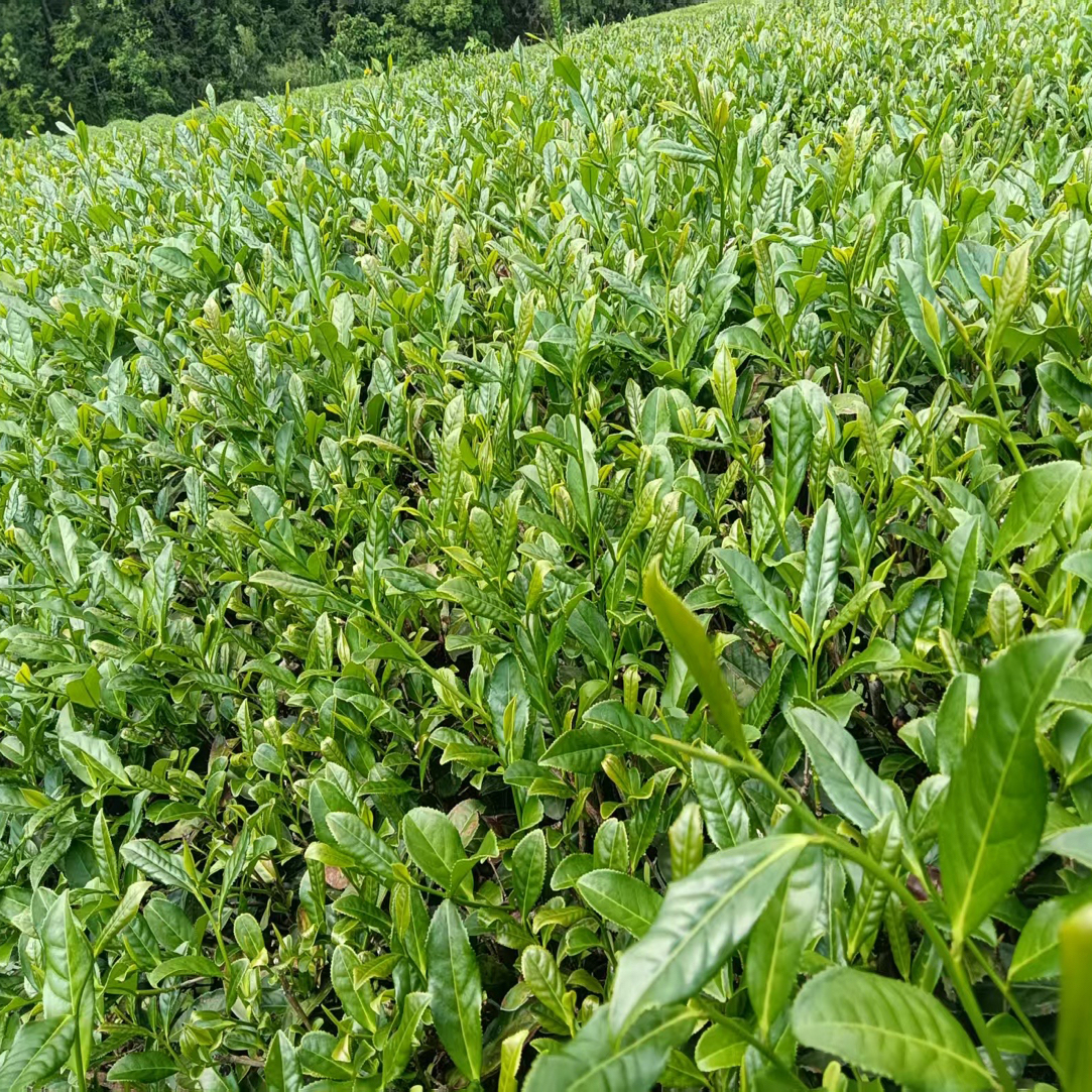 龙井山肉桂 散茶250克