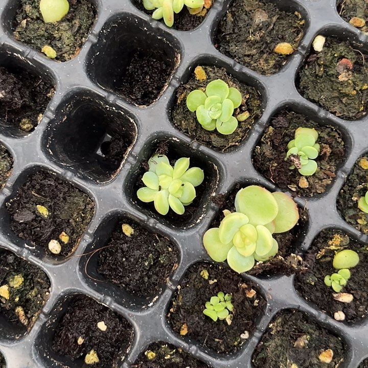 荔枝穴苗 一个满25包邮
