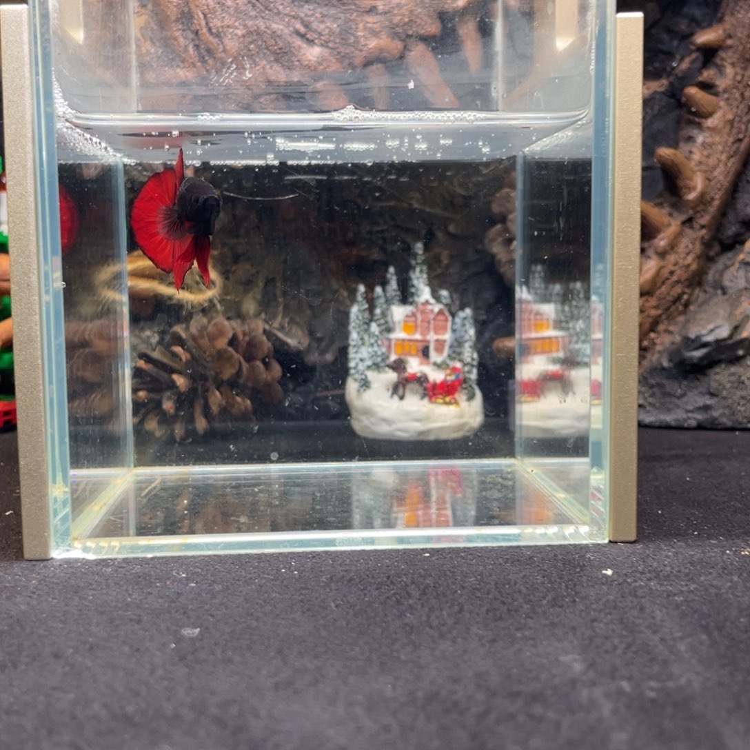 斗鱼十二月九日竞价