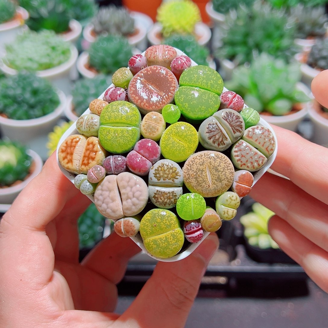 彩拼生石花带白盆种好