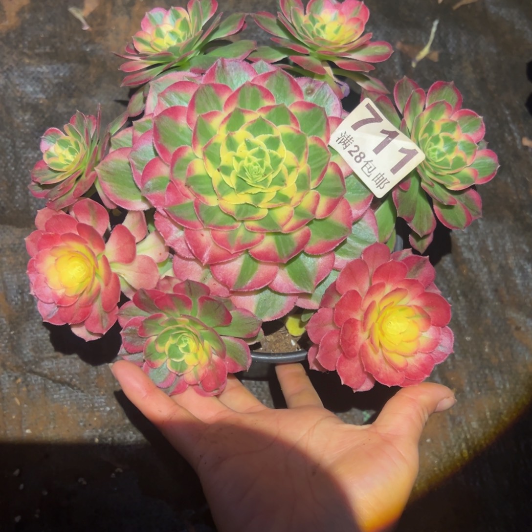多肉植物711脱土的