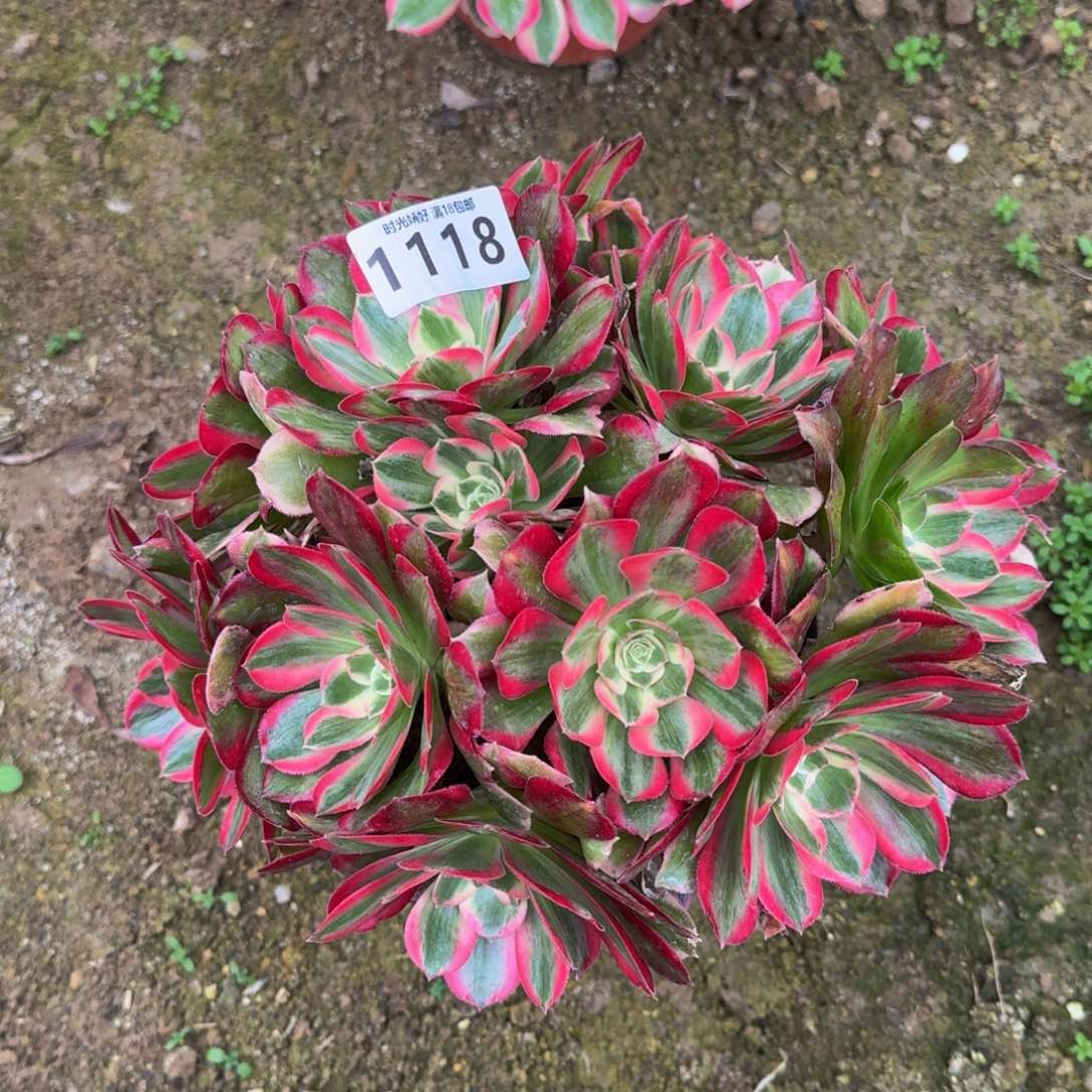 1118妖月多肉植物