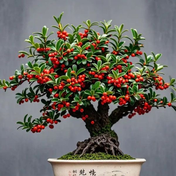 火棘盆景吉祥果四季常青一季赏花三季赏果耐寒观果植物一物一拍