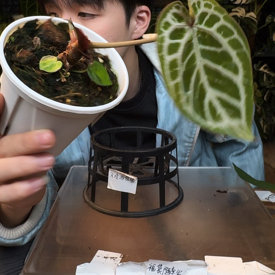 完全开放O108分柠檬红杂极品小钻石