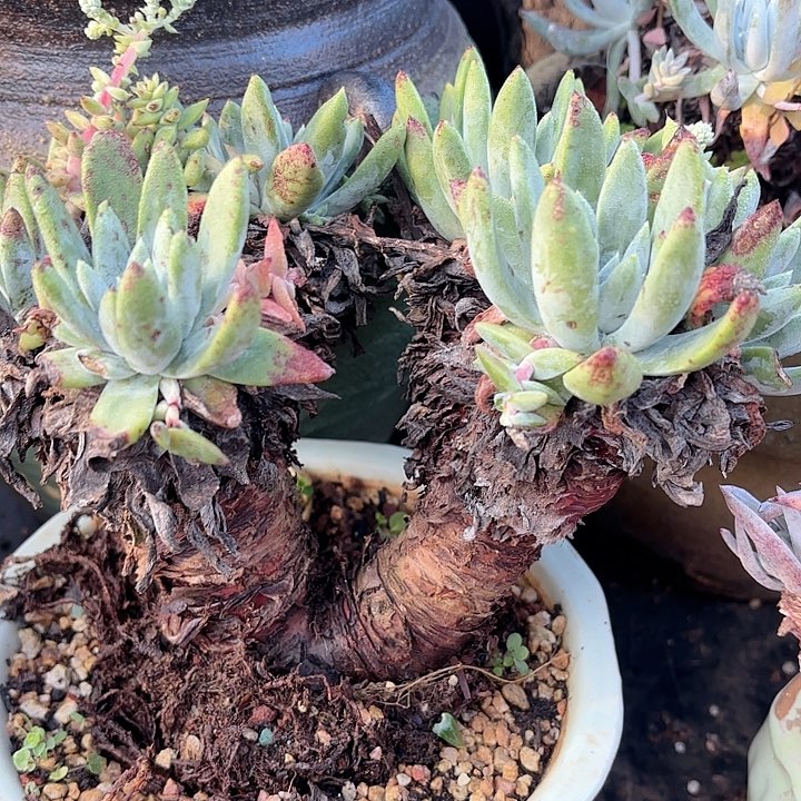 仙女杯多肉植物盆栽