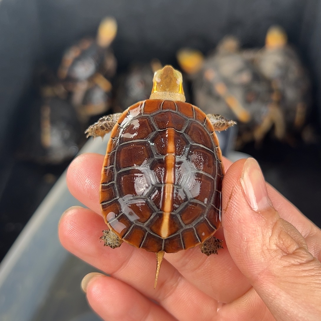 母小**米西八的人气是