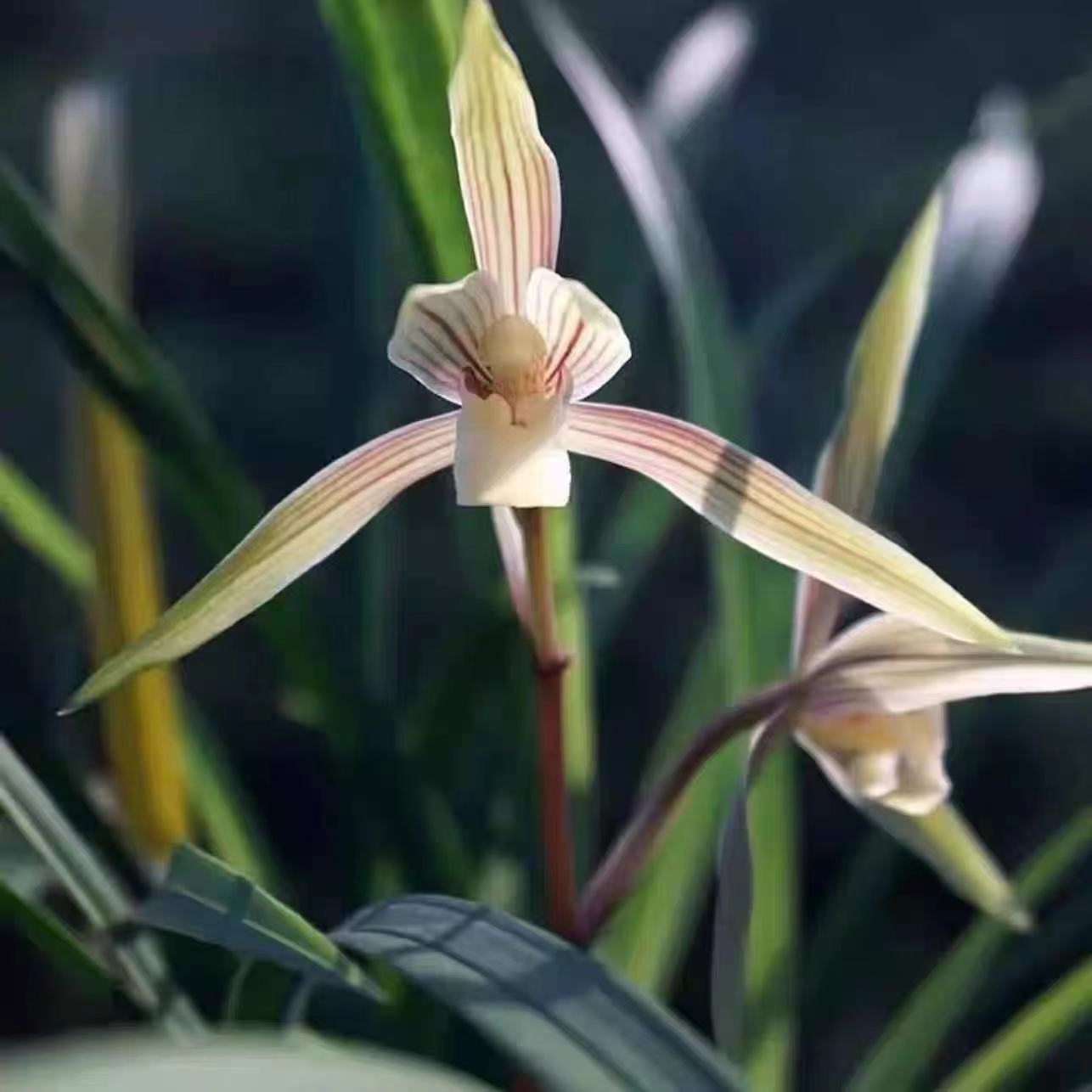 寒兰彩花2苗一颗带花苞