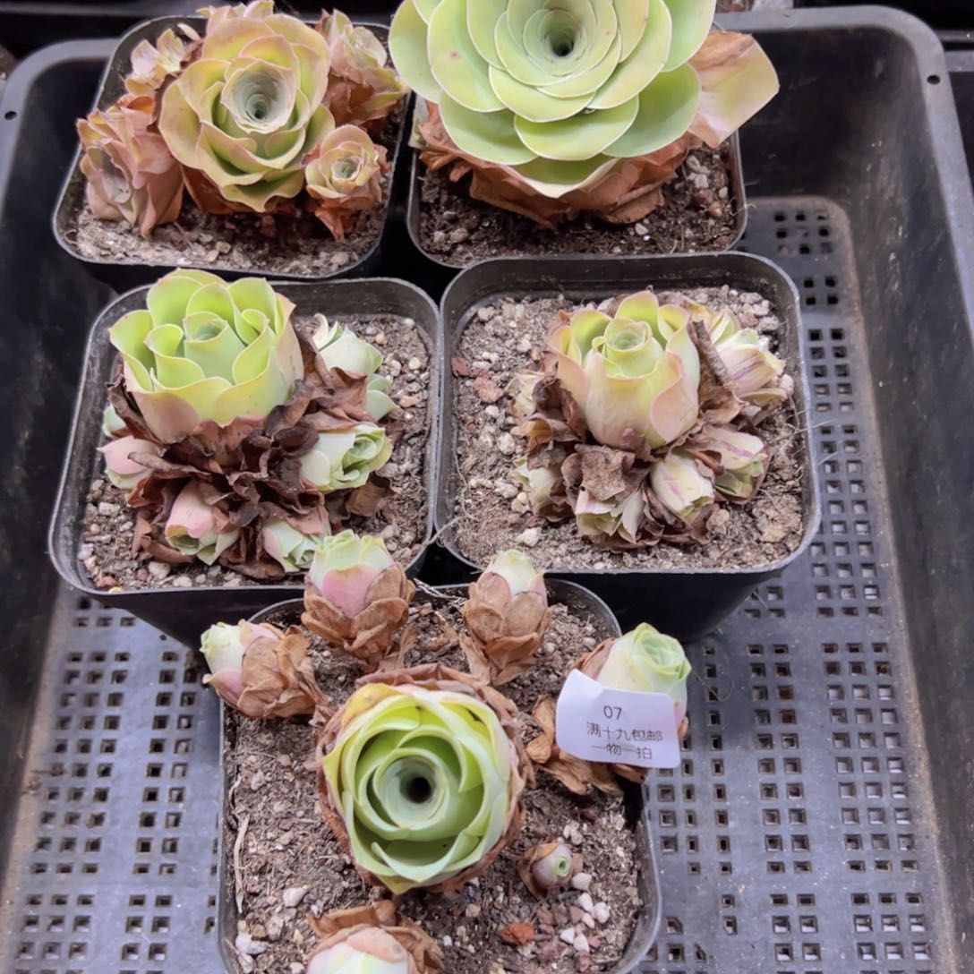 07 侧牙掉了不包损无售后
