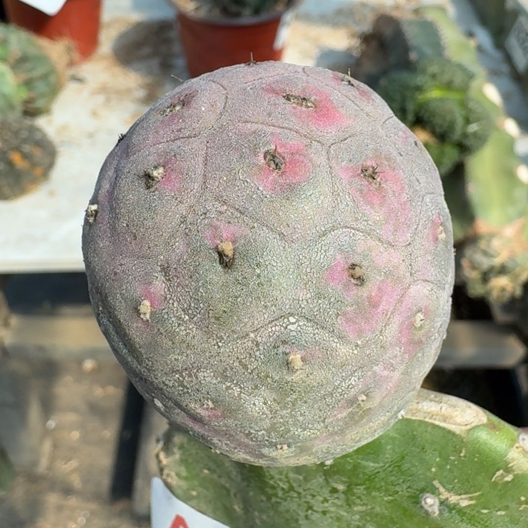 【闪购商品】大型紫皮鹅蛋小苗458