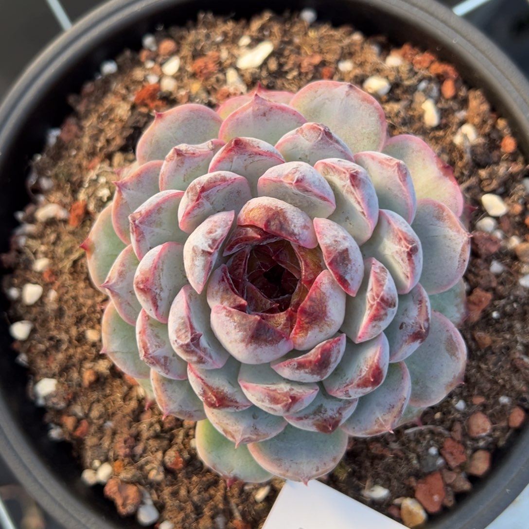 用****95339肉肉肉肉肉肉肉肉肉肉