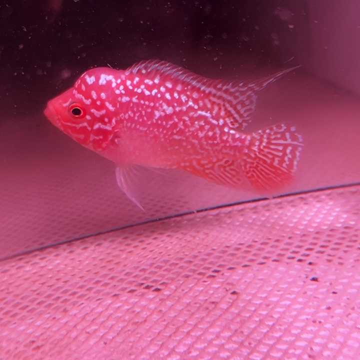 罗汉鱼金花火凤罗汉鱼