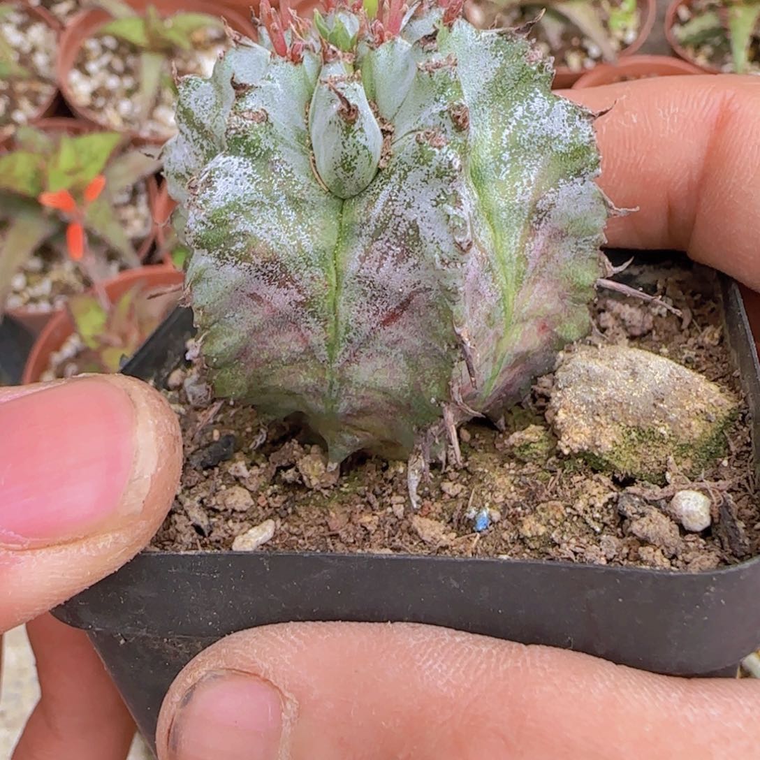 天*块根植物块根植物
