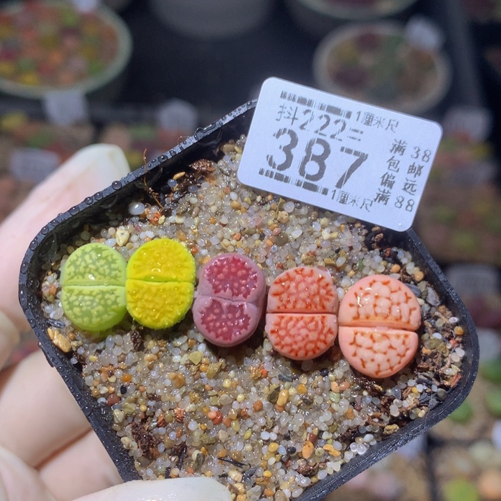 精品生石花222.387