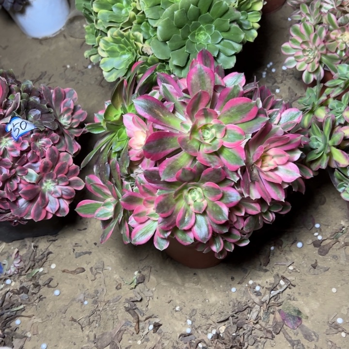 多肉植物砍过朵朵69