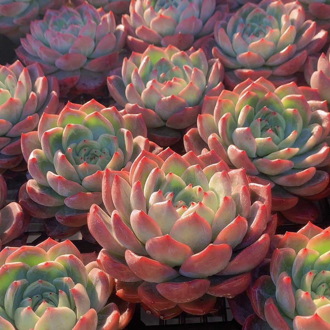 中号红鸾4567899900000