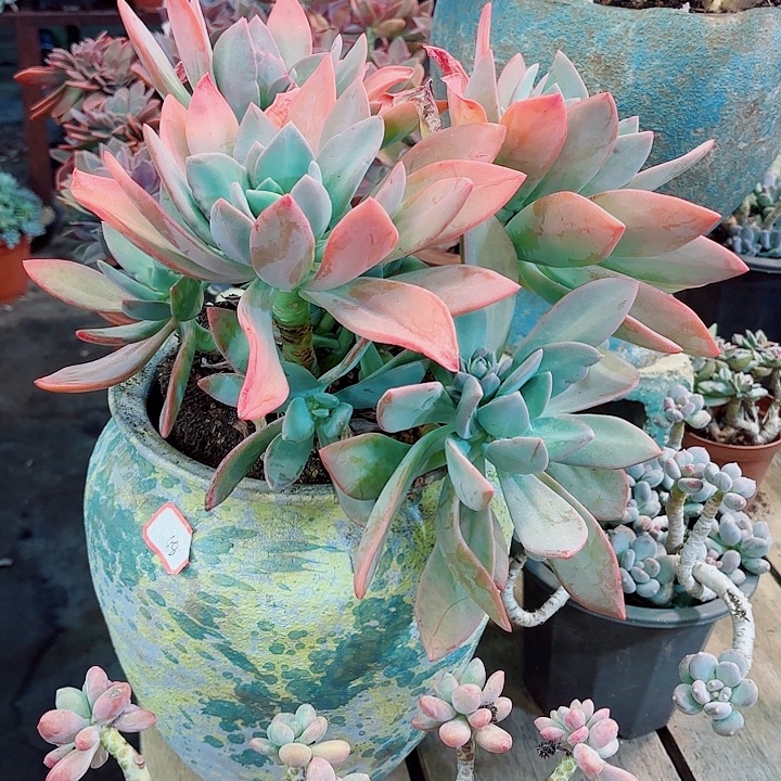 芒果美人大群多肉一物一拍48号