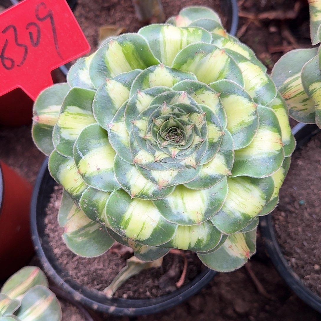 3-8309暴君多肉法师