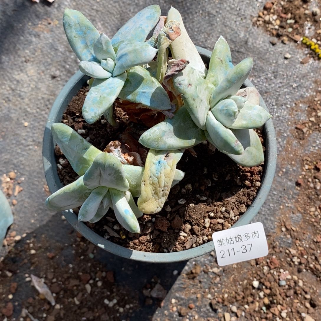 37号拇指断枝没根瑕疵