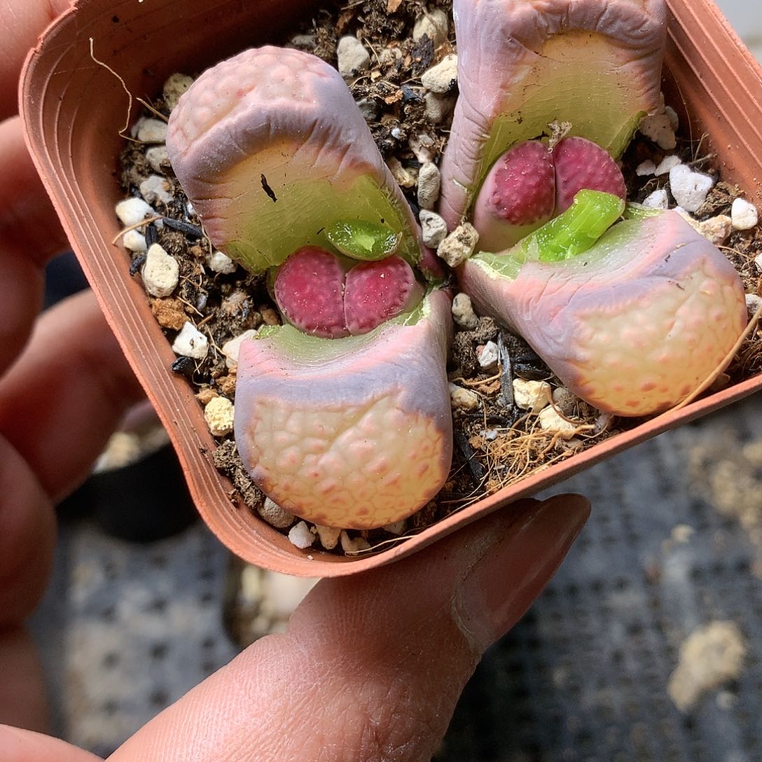 K327多肉植物保护研究所