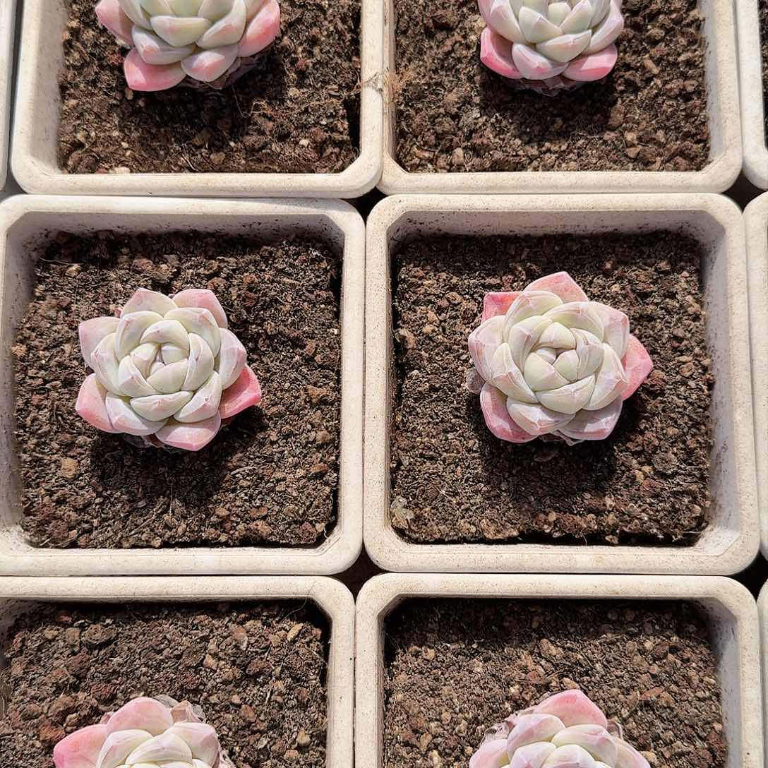 多肉植物冰玉单头5厘米起拍5发6