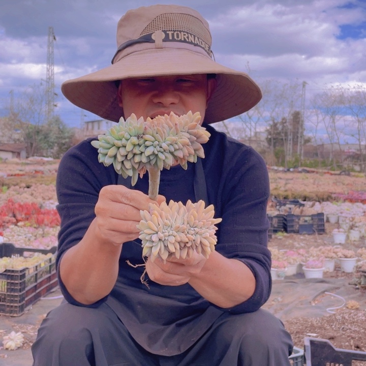 221淡雪缀化一物一拍