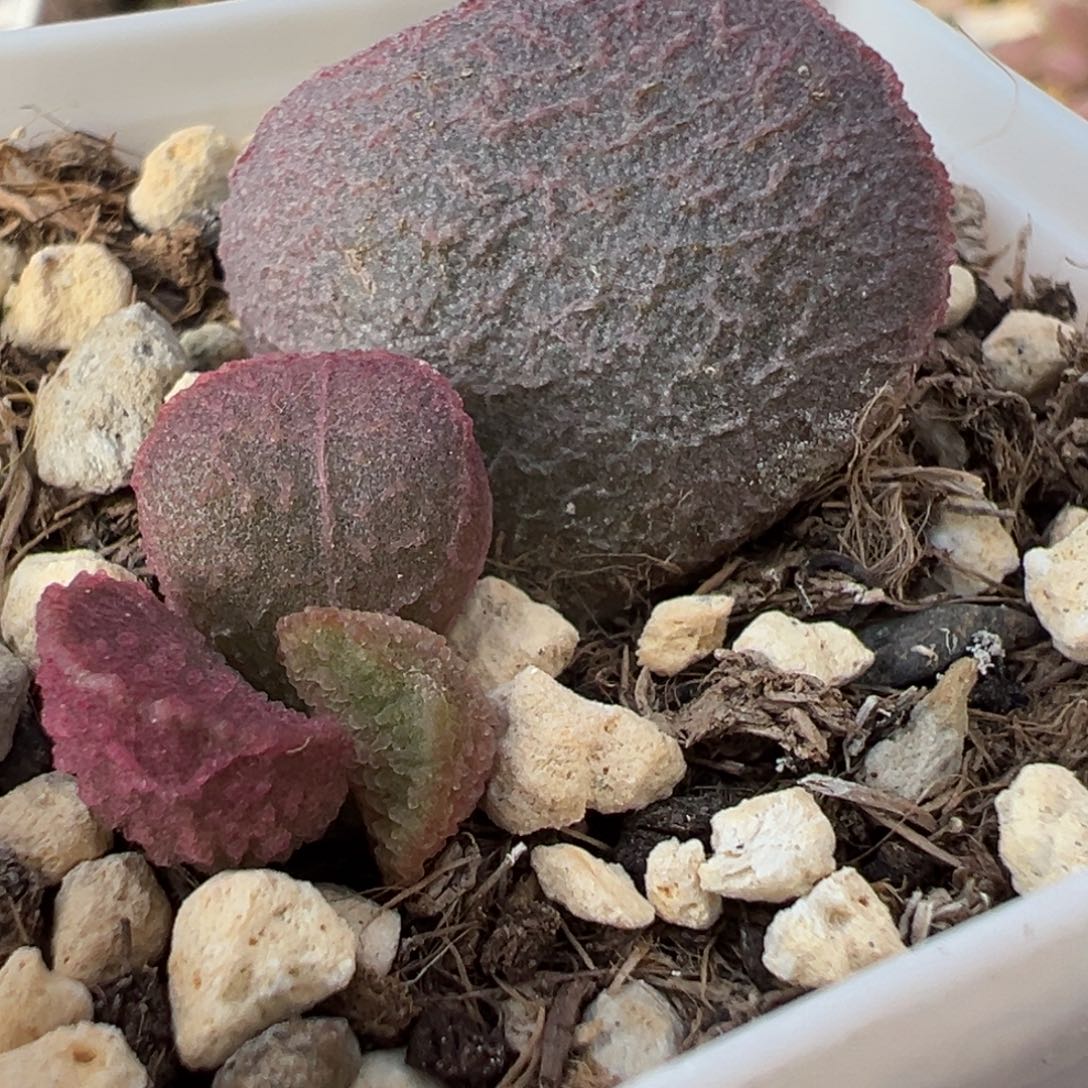 实生新品大苗多肉植物水泡