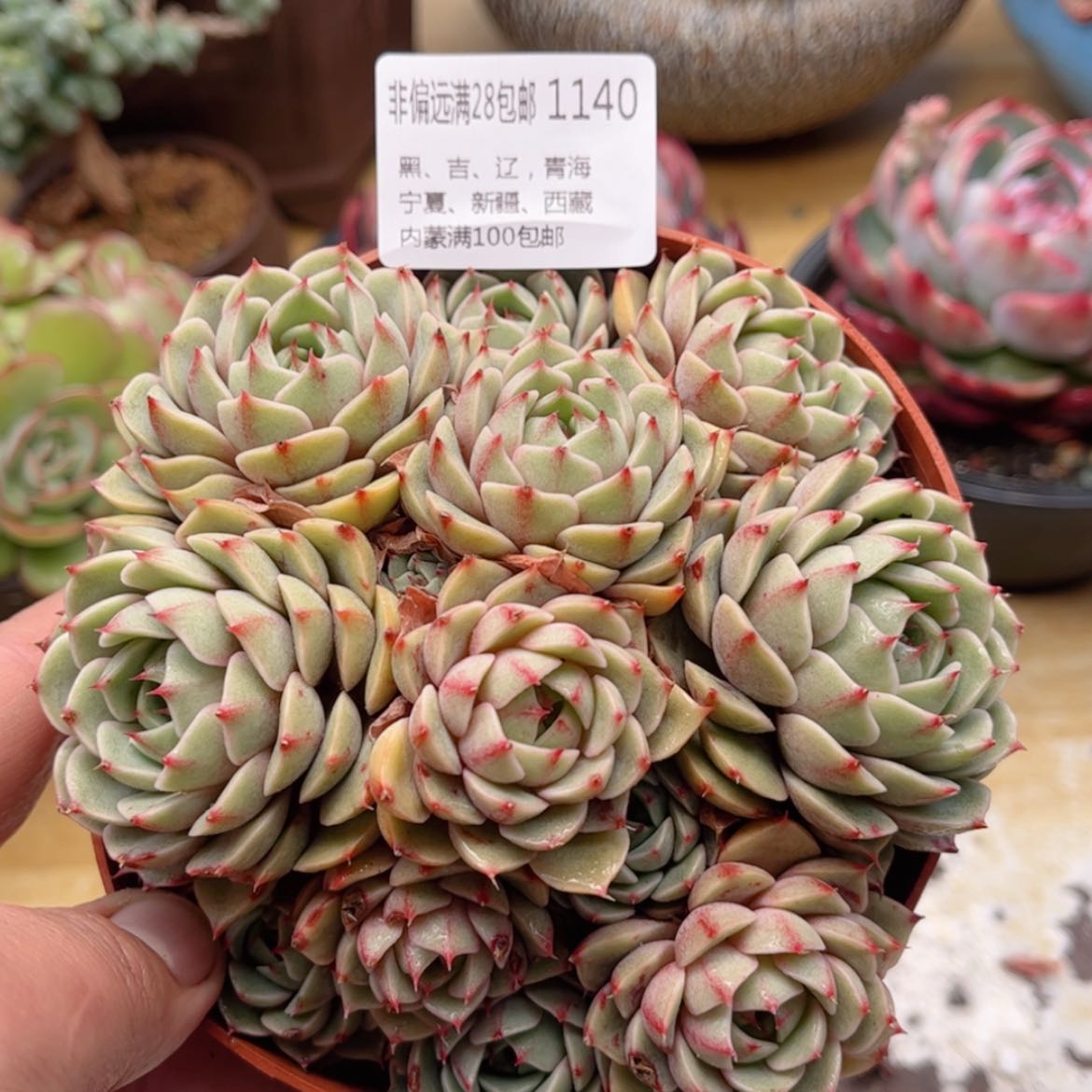 【闪购商品】1140笨吧