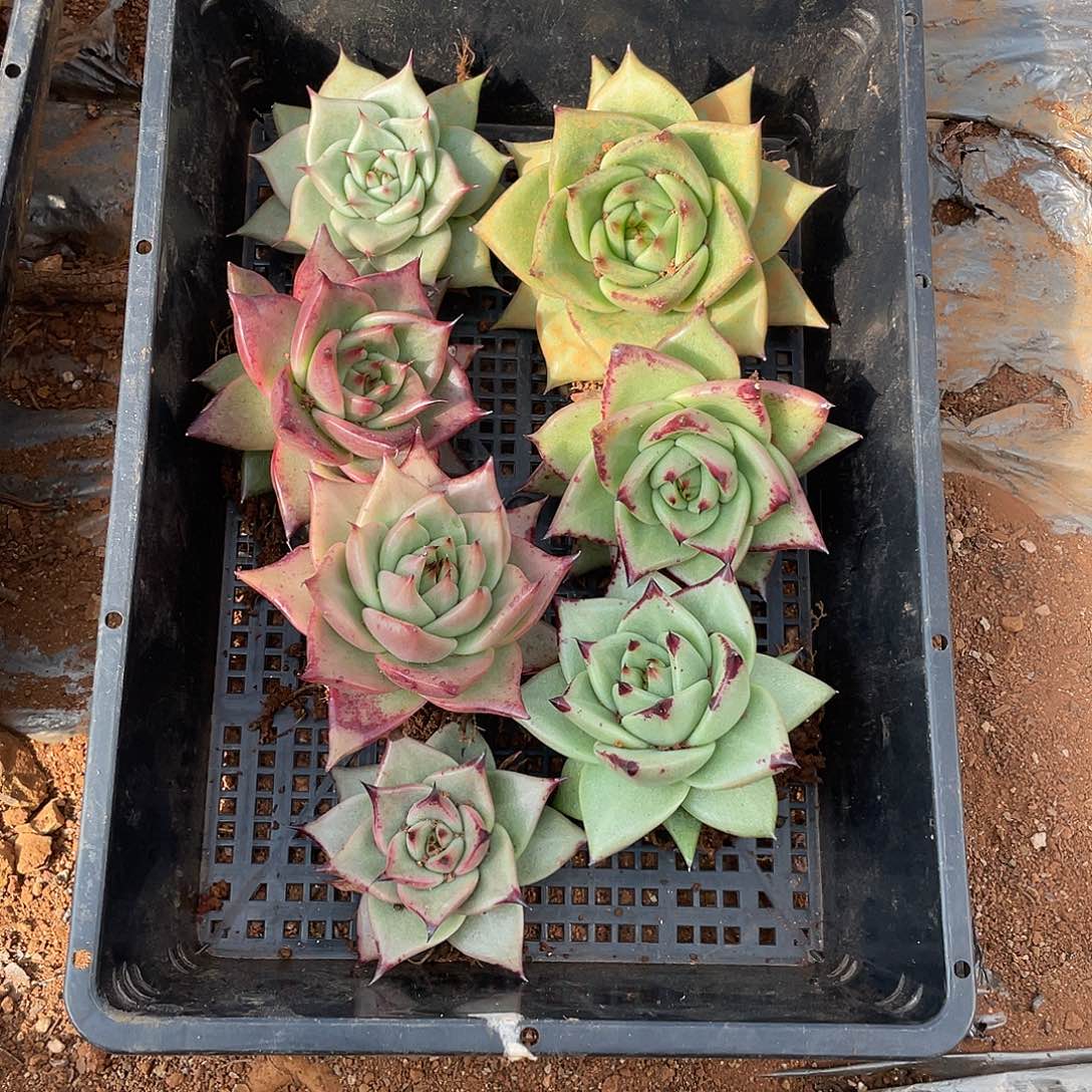 若如东云单拍E666