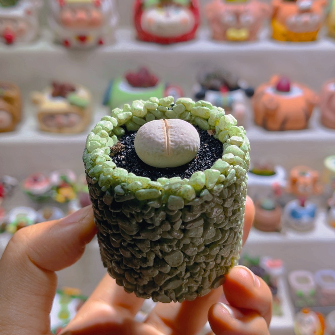 017高尔夫带盆土一套9.9