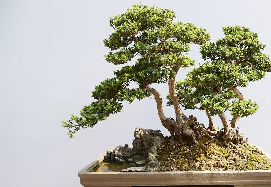 铁马鞭，清香木，小时积，鬼柳