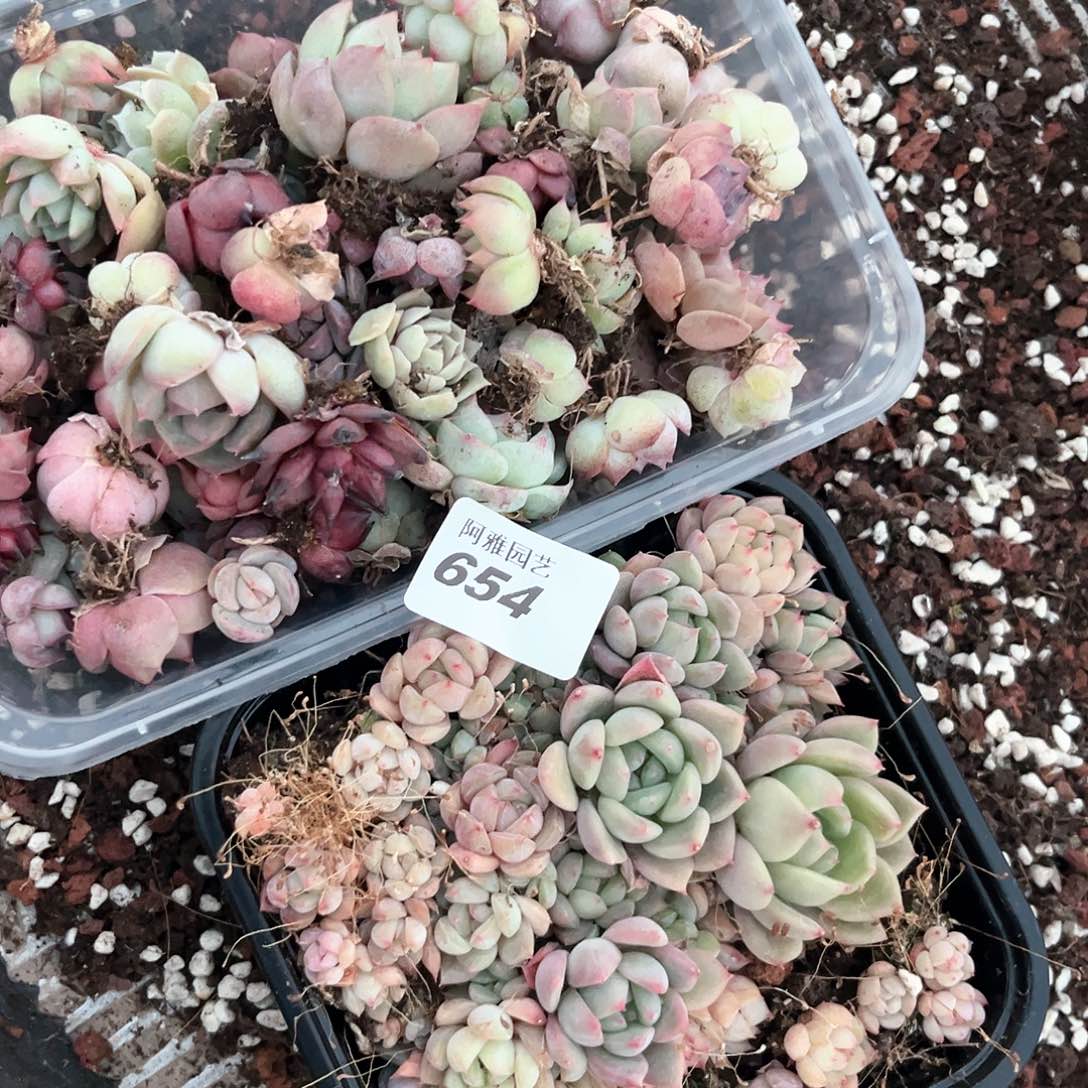 阿雅园艺。         654